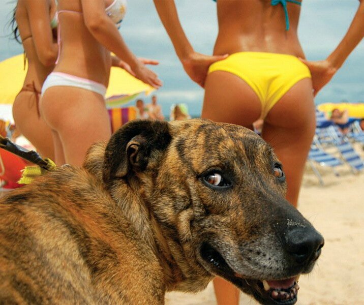 Эх, девчонки... смущают пса. Фото взято с сайта 123ru.net