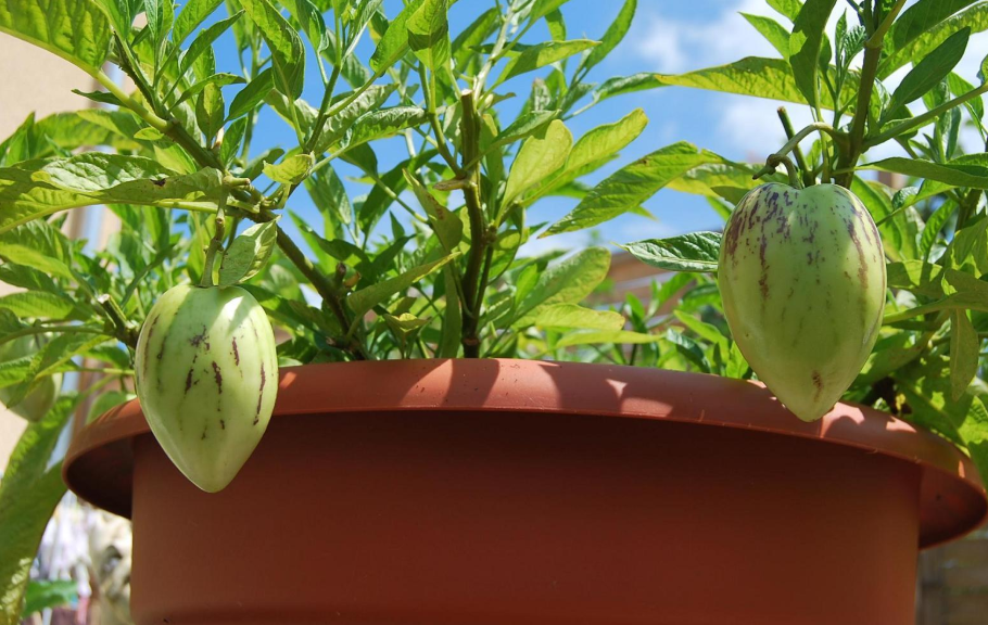 Planta de pepino en maceta