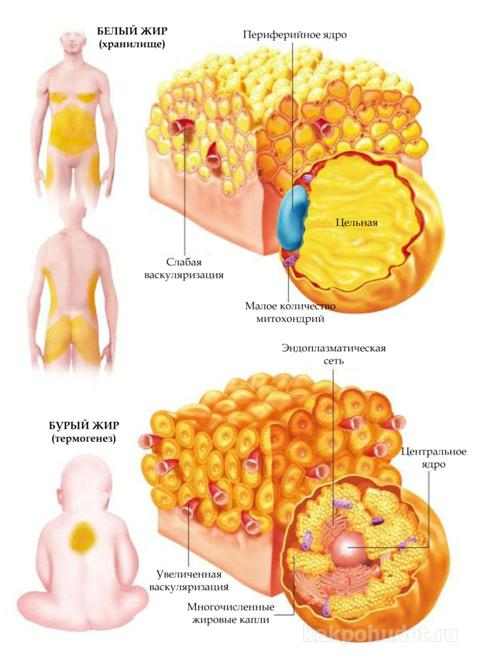 Организм запасает жир. Жировая ткань локализация в организме человека. Бурый и белый жир в организме человека. Бурая жировая ткань у человека. Бурый жир у человека.