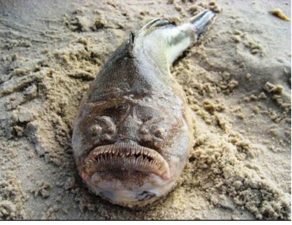 Северный звездочет