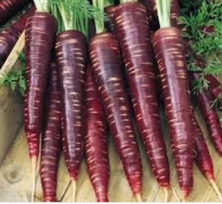 Долгое время морковь так и оставалась диким растением: она была известна человеку, но все внимание наших предков было приковано к возделыванию злаковых и немногих других одомашненных растений. До моркови руки дошли только около 10 века н.э.: ее начинают целенаправленно выращивать в Малой Азии. 