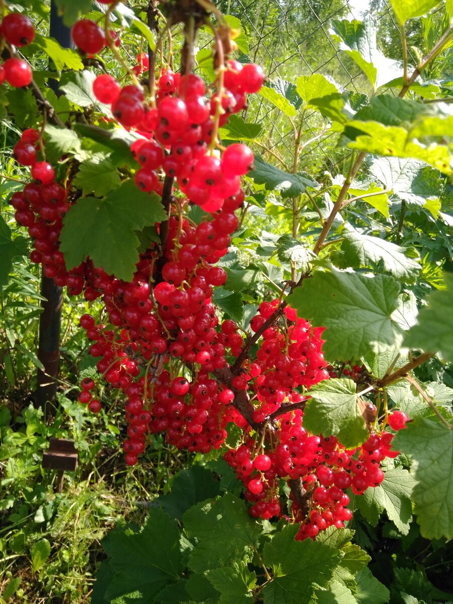 Красную смородину обожаю, каждое утро стою возле кустов и ем, ем, ем...