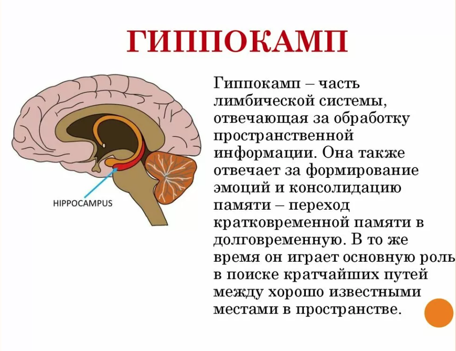 Гипокамп. Функции гиппокампа головного мозга. Лимбическая система гиппокамп функции. Гиппокамп аммонов Рог. Строение мозга человека гиппокамп.