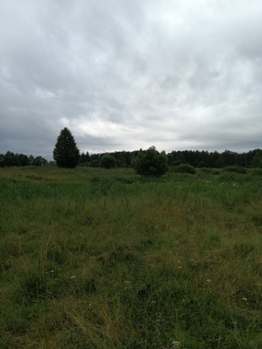 Остатки парка на заднем плане 