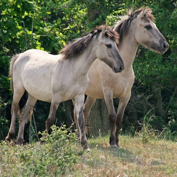 Польский коник - порода, наиболее похожая на тарпана. Выведена в 20 веке.