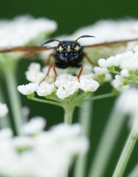 Похоже эти глазки для тех, кто не различает цвета и не понимает, что сочетание черного и жёлтого означает опасность.