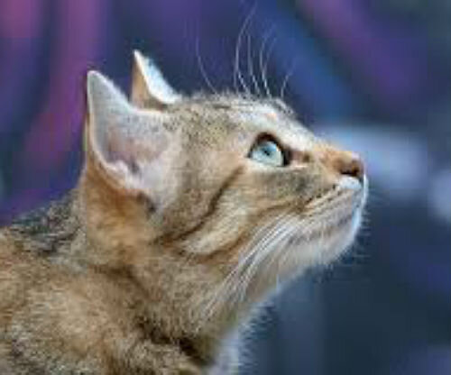 Потеря аппетита