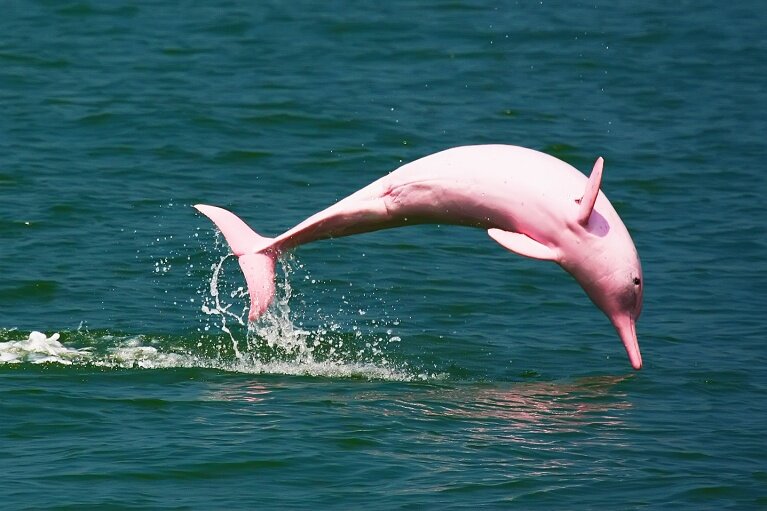  Сказочные дельфины 