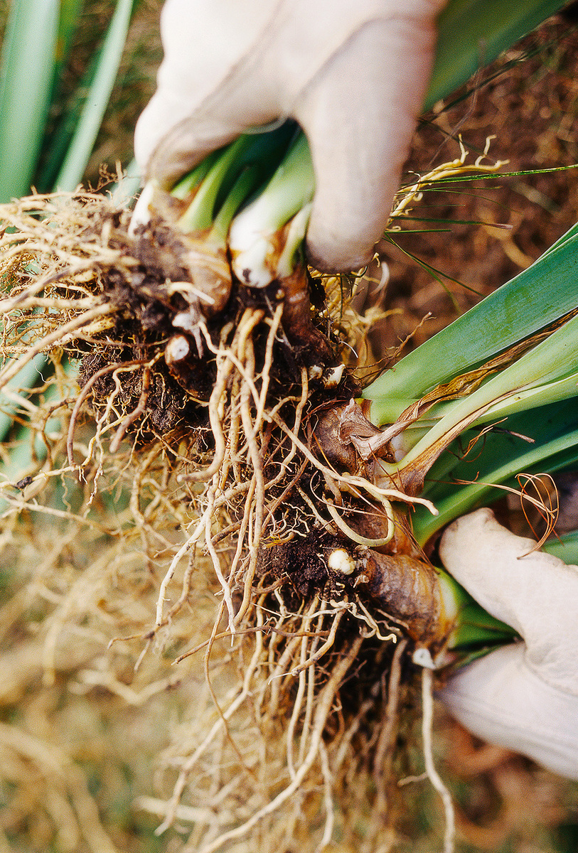 Корни ириса