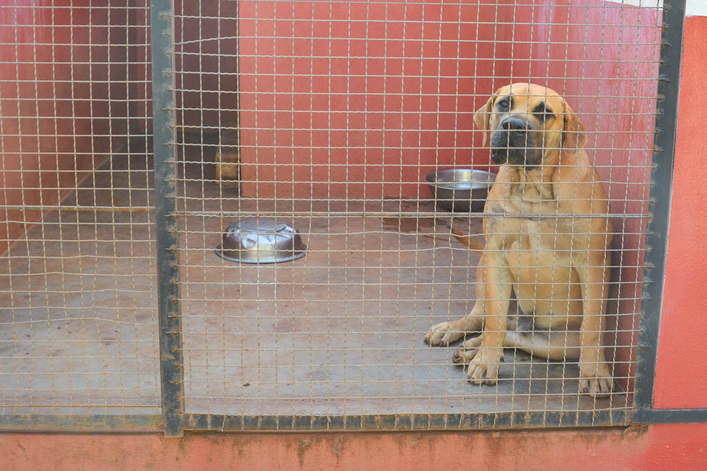 Питомник для бездомных собак в Антананариву (Мадагаскар)
