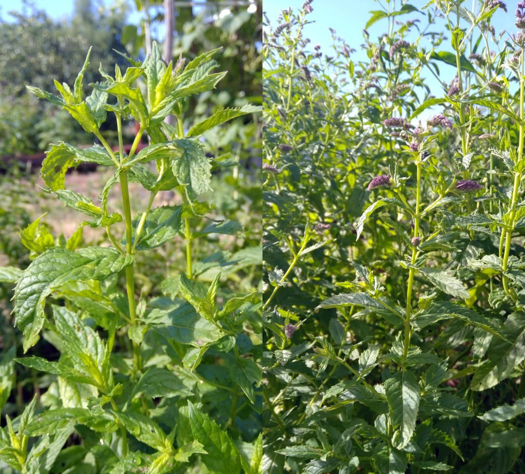 Мята перечная