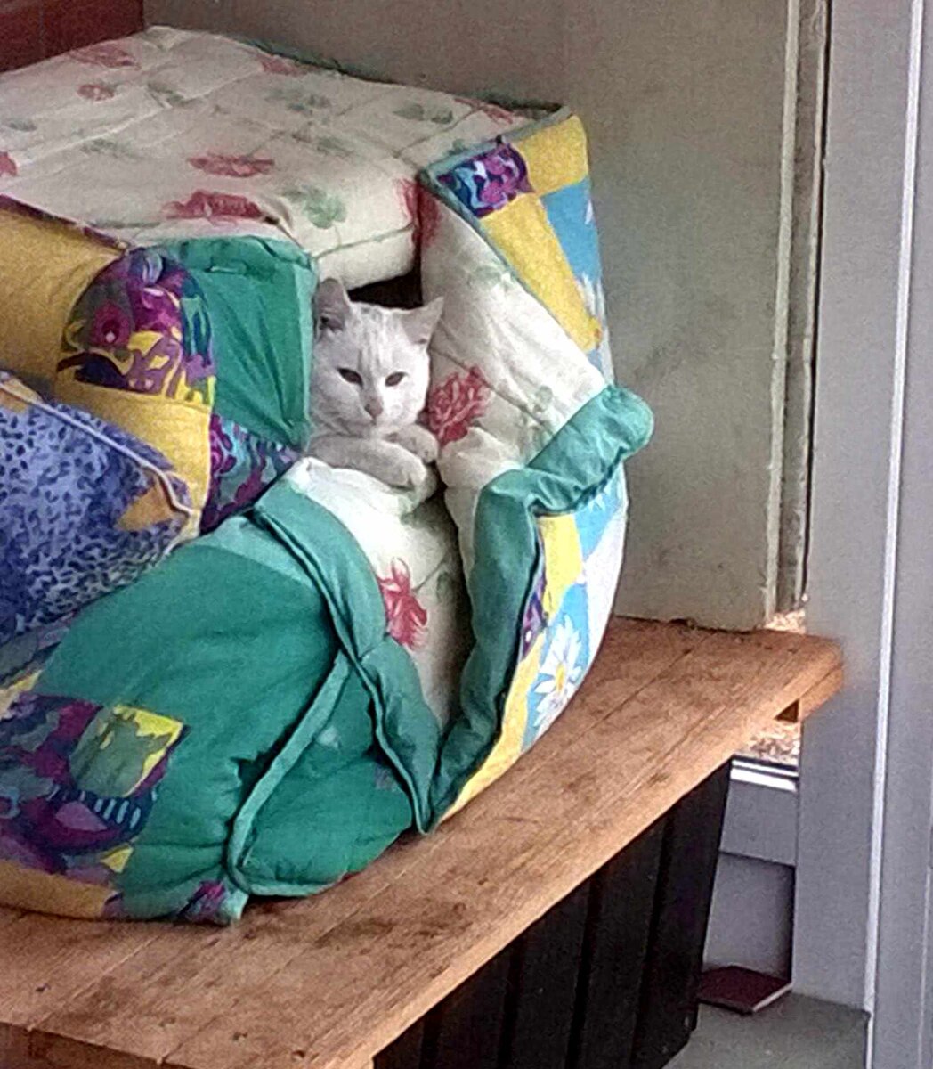 Кот Тиша выглядывает из котодома