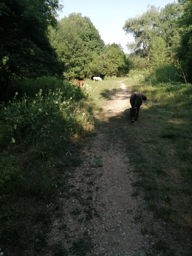 Маленькая полянка, которую заняли маленькие пони соседа.  Фото автора