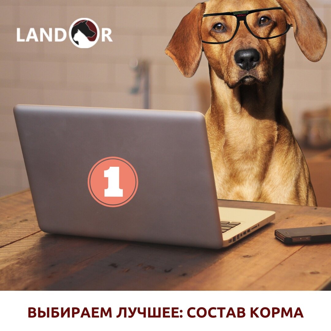 Выбираем полезный корм для кошек и собак!