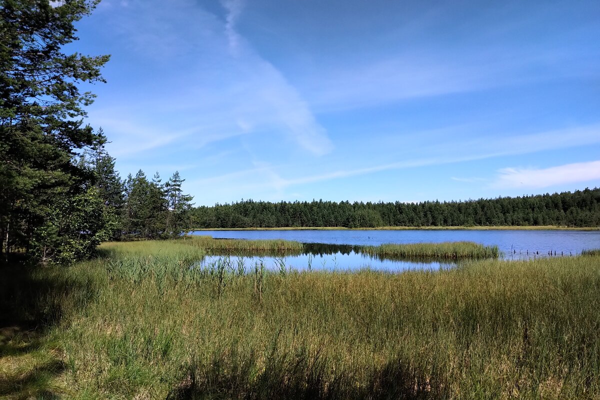 Сейчас к воде подойти трудно - все ноги об осоку изрежешь...