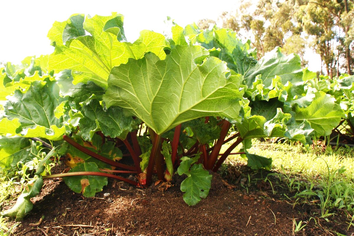 Ревень является замечательным медоносом и привлекает на участок полезных насекомых-опылителей. 