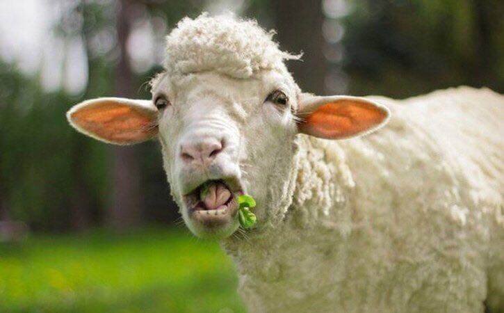 Уверен вы не овцы!