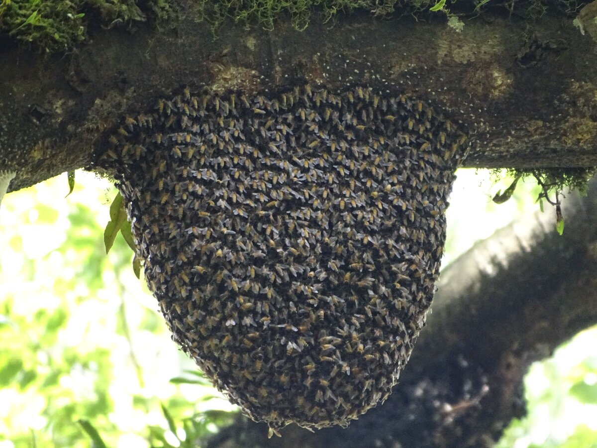 Небольшой пчелиный сот на ветке дерева.
