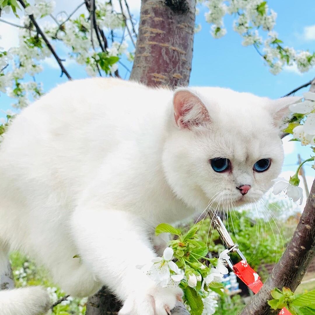 Белая британская короткошерстная