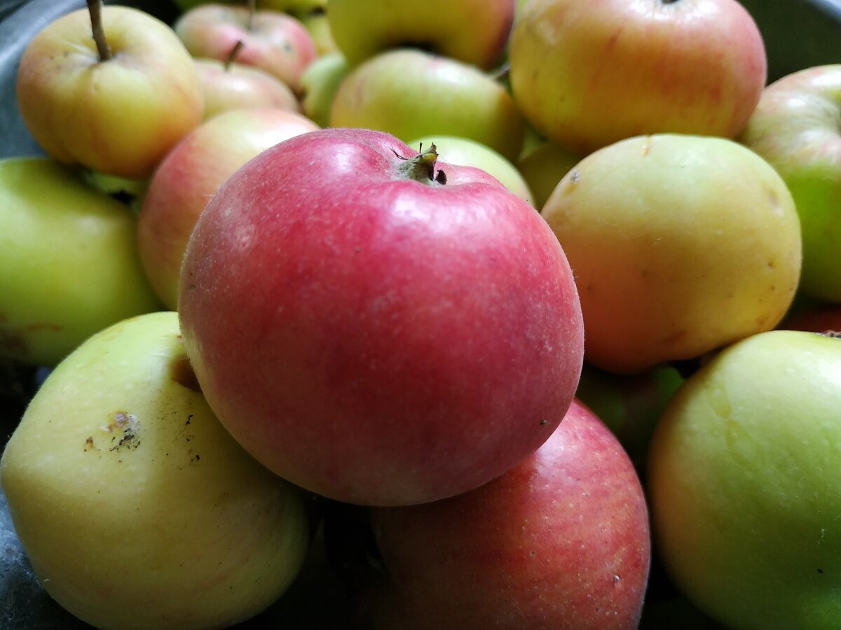 домашний урожай этого года 