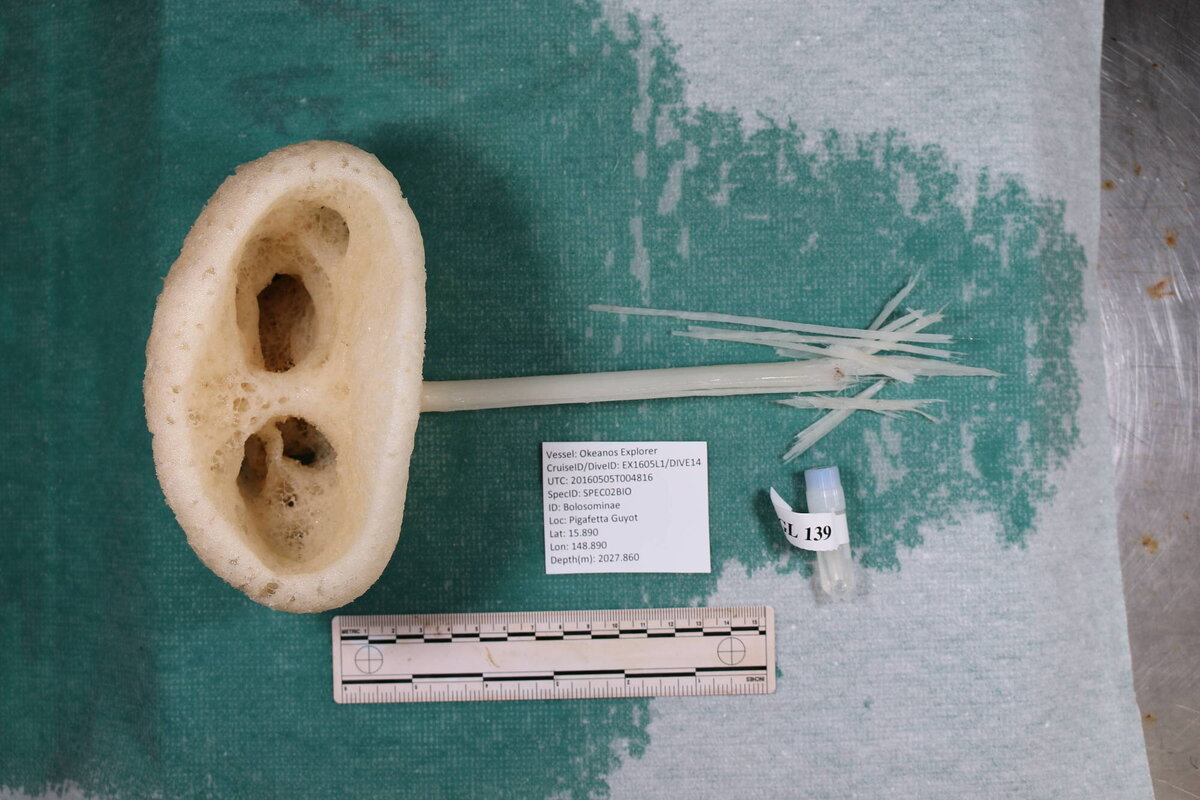 Губка Advhena magnifica, тот же экземпляр, что и на первом снимке, но теперь уже не в океане, а в Национальном музее естественной истории Смитсоновского института в Вашингтоне.