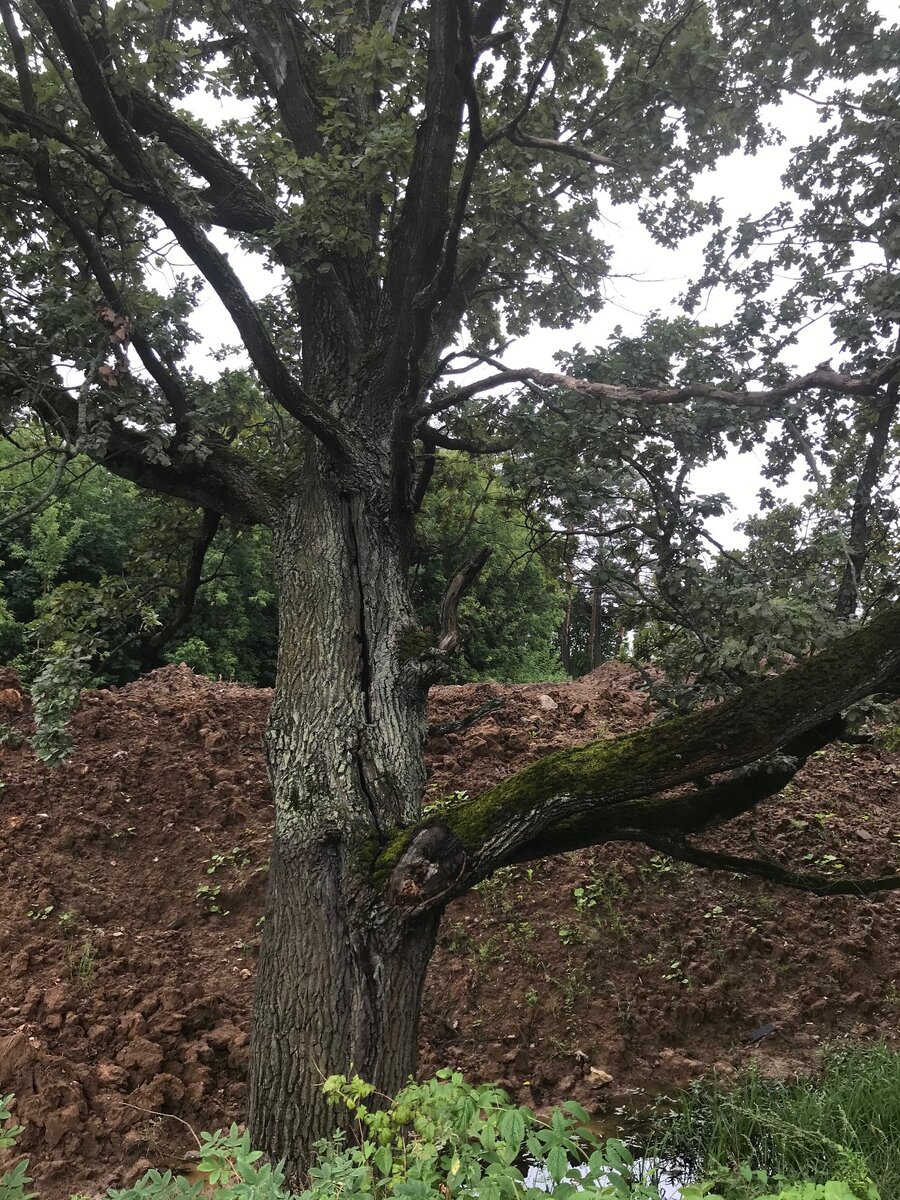 Старый, потрескавшийся,  видевший много за свою жизнь -  ствол дерева.