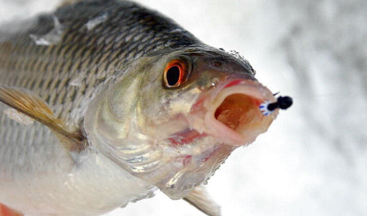 Ловля плотвы зимой 