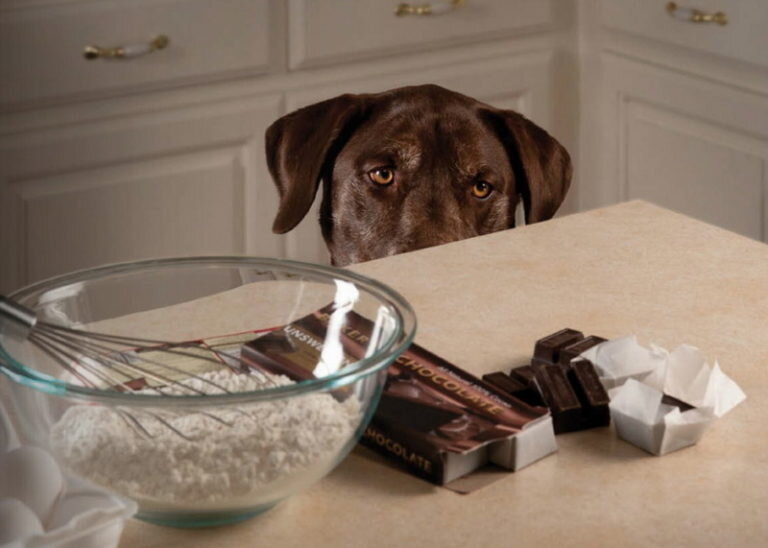 Можно ли шоколад собаке?
