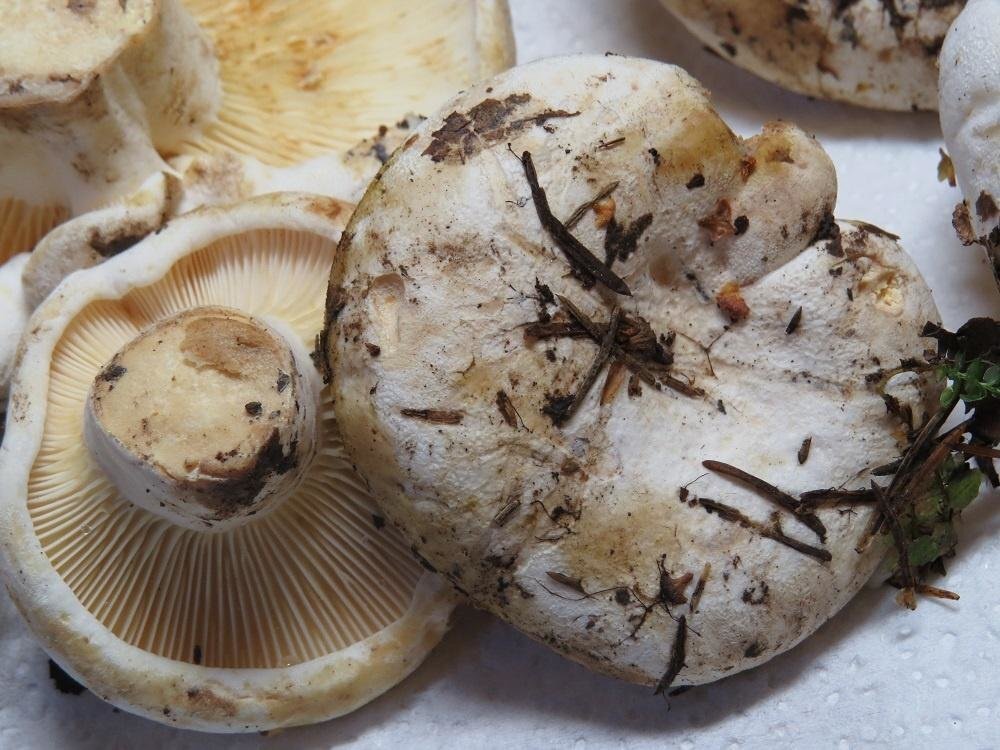 тополиный груздь или скрипун