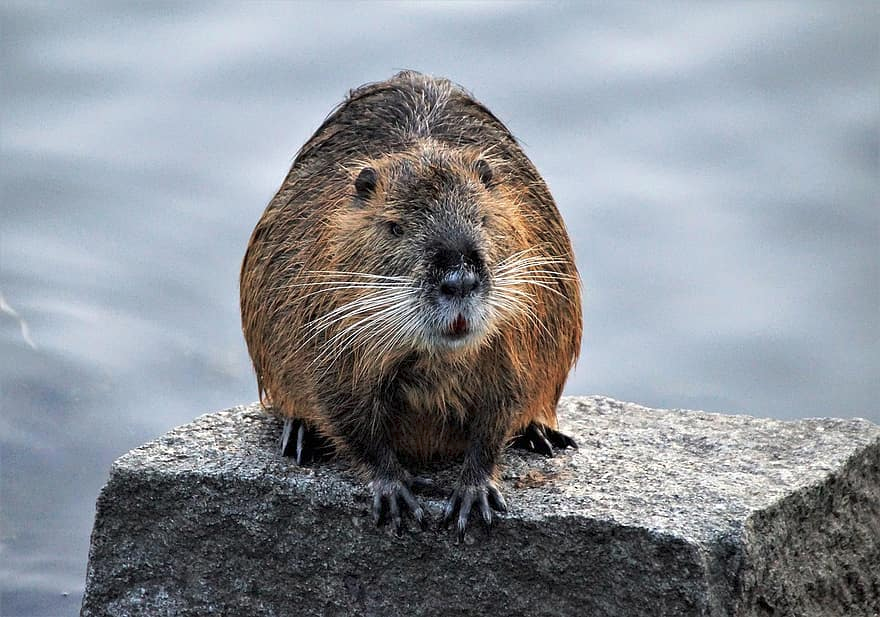 Подойдешь еще ближе и станешь отличным материалом для моей будущей плотины!