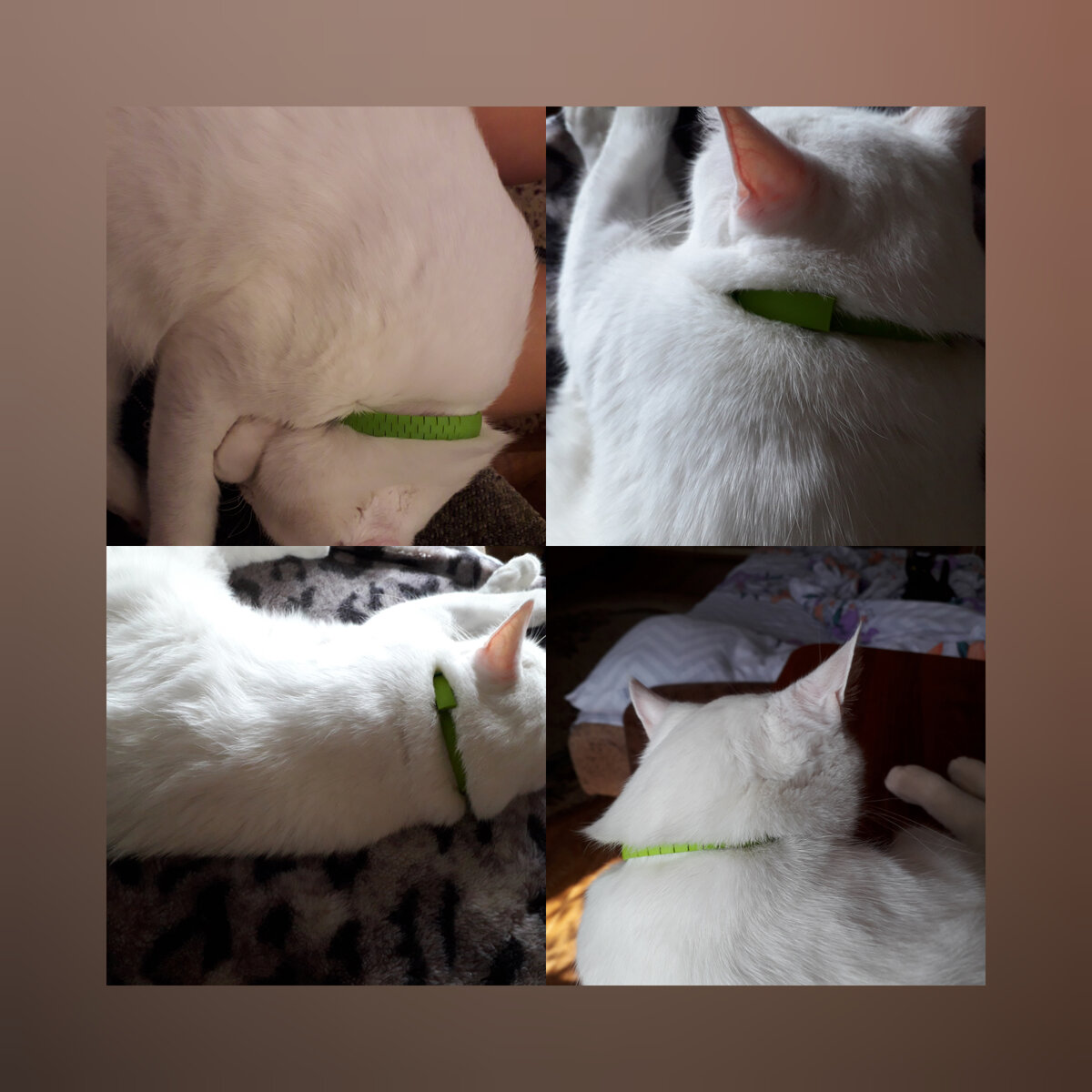 Снежок никак не хотел показывать свой ошейник