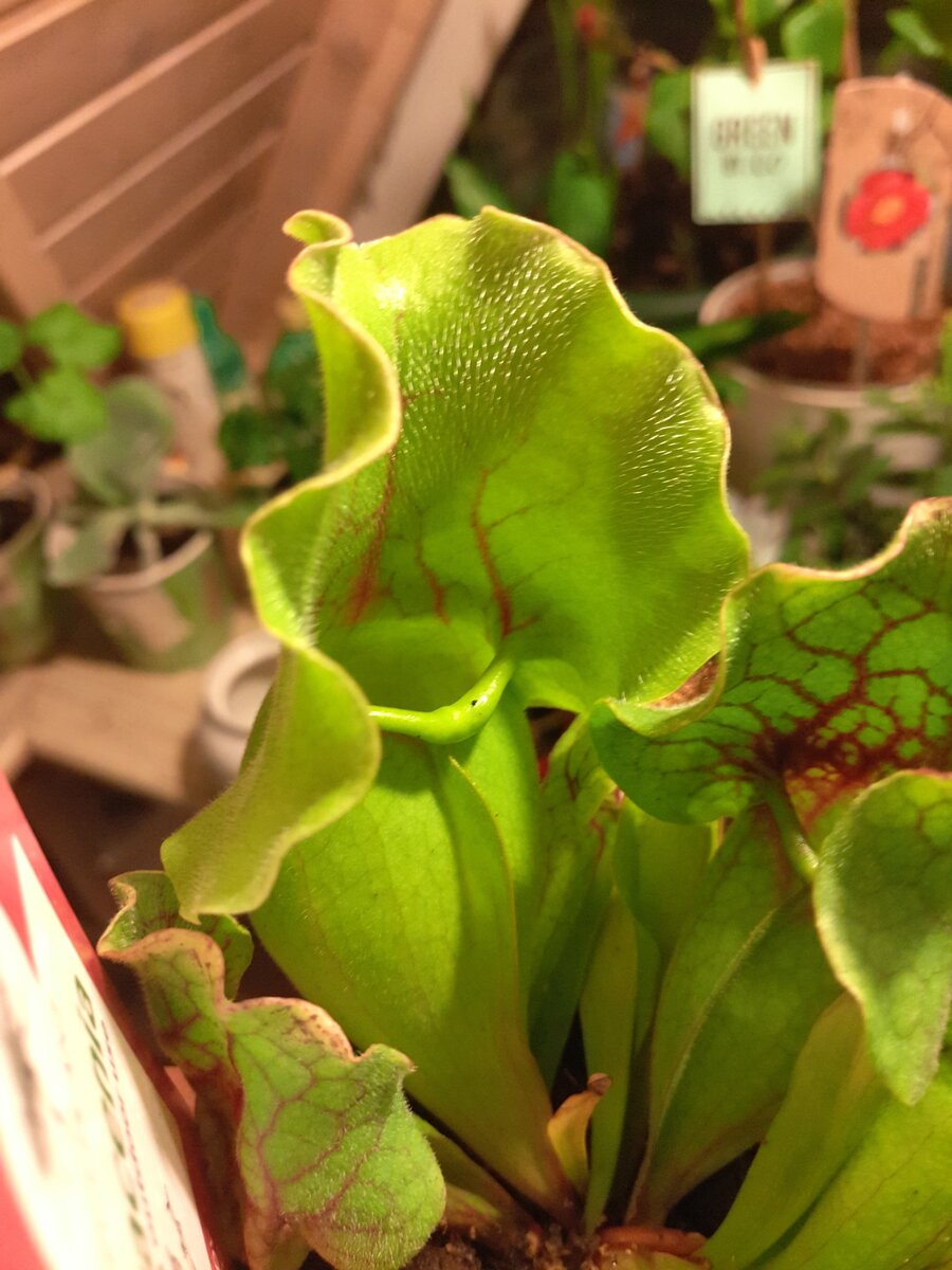  Сад Анны Гауэр Саррацения Sarracenia purpurea subsp. venosa