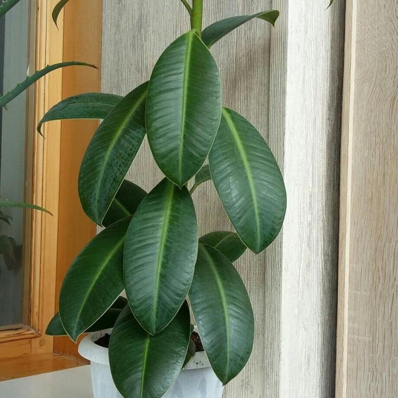 Картинка из сети интернет для иллюстрации