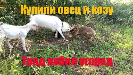 #7 Купили овец и козу с козленком. Пережили ураган с градом.