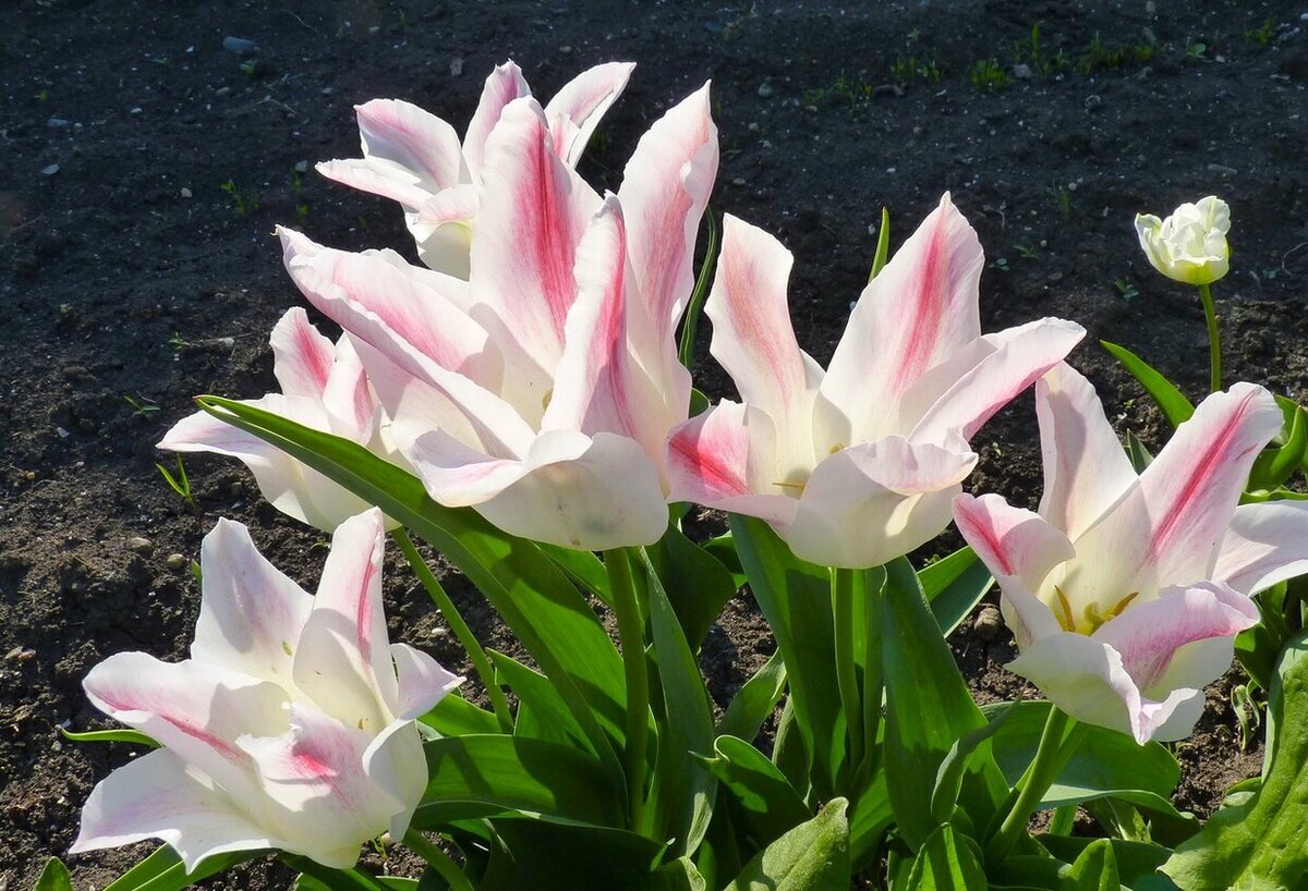 Каждый Тюльпан имеет свое символическое значение