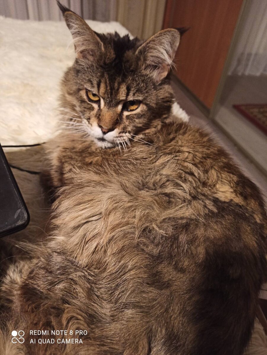 Данная порода хорошо уживается со всеми животными, ему уже 9 лет, а попрежнему играется в луч и с мечиком, любит целоваться, гулять и нюхать цветы. Кот очень чистоплотный. Кто хочет завести данную породу, очень рекомендую. Собака-кот в одном лице, можно на поводке гулять до магазина, важно будет идти.