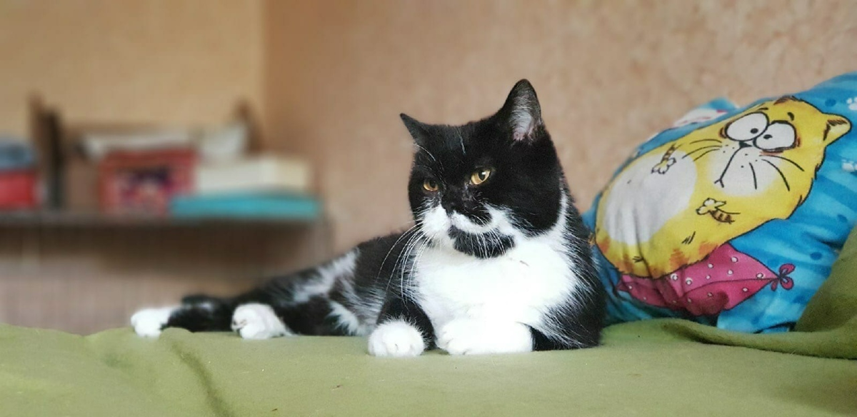 Булочка до операции