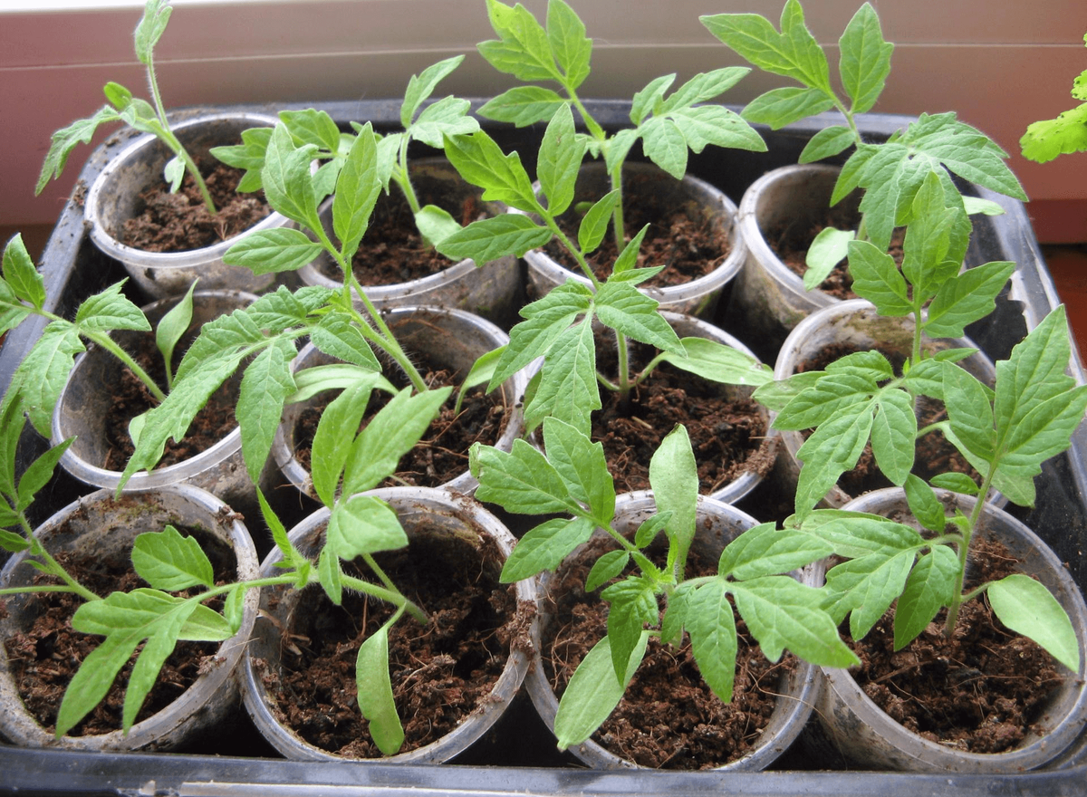 все как обычно: в возрасте 2-3 постоянных листьев пикировка в отдельные стаканчики, в дне дырочка для лучшей аэрации корней, снизу поддон.