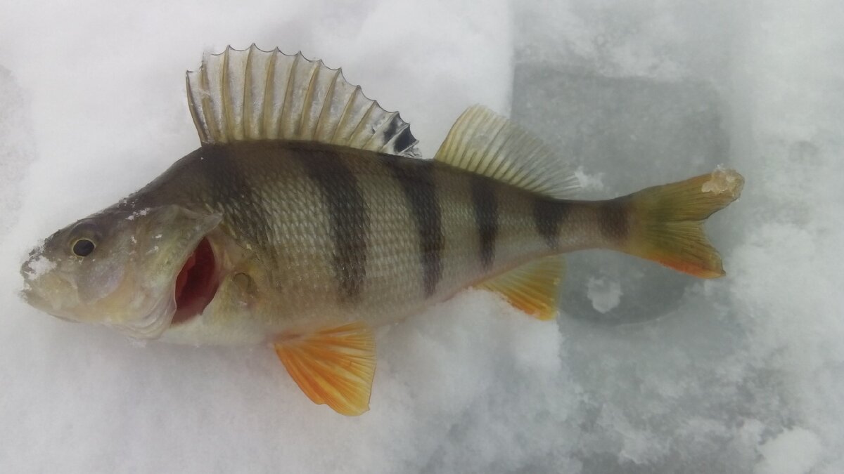 Фото из личного архива автора канала