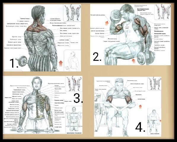 1. Шраги со штангой. 2. Попеременные подъёмы на бицепс с супинацией. 3.Подъём штанги на бицепс. 4. Сгибания рук в тренажёре. Схемы взяты из книги: Ф. Дэлавье "Анатомия силовых упражнений".
