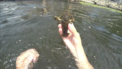 Ловля раков руками под водой. Подводная охота на раков