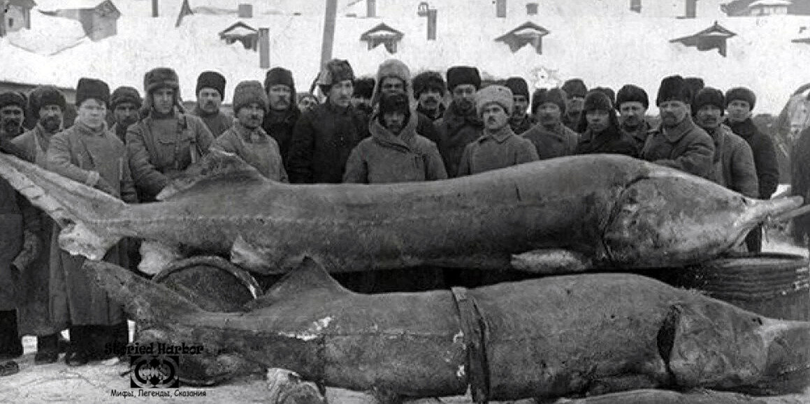 снимок 1921-1924гг. Пойманная Белуга. Волга