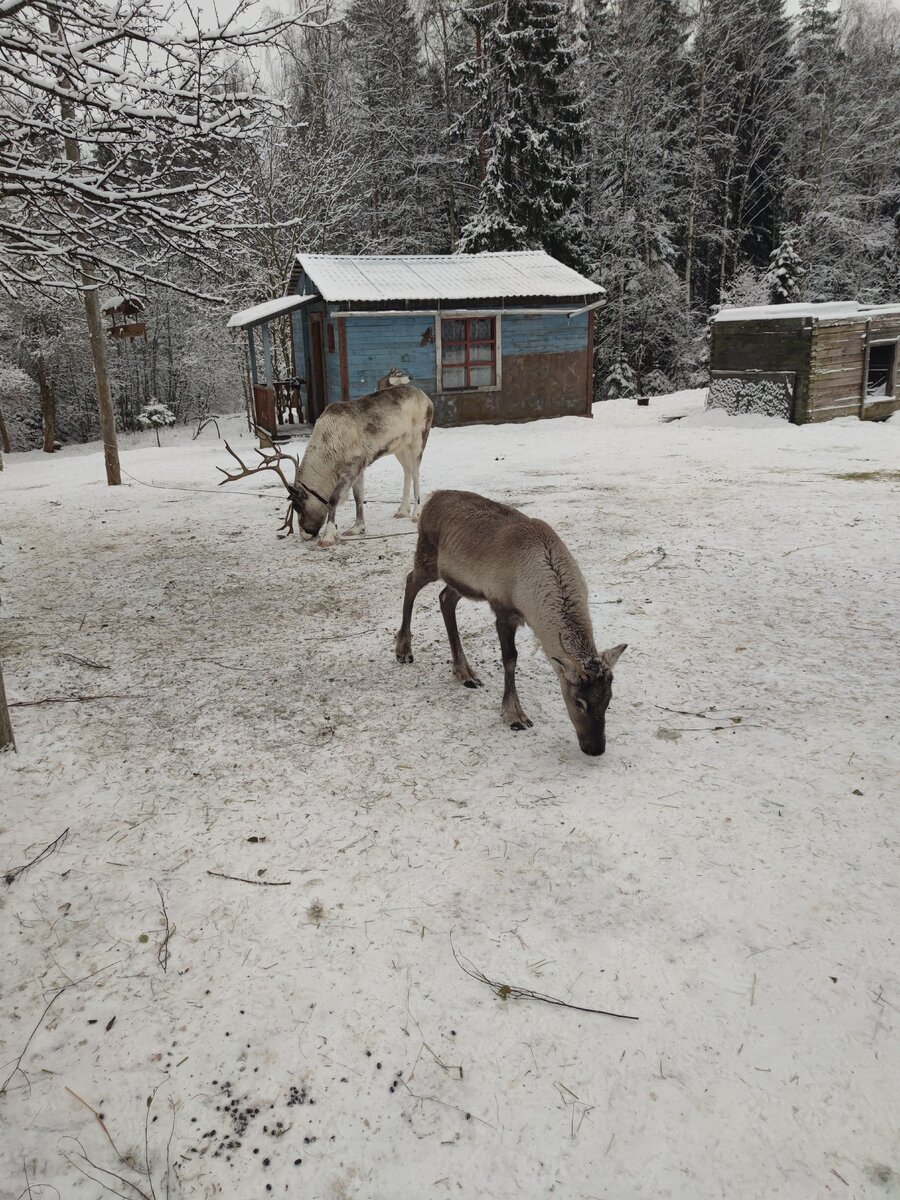 Лесная избушка в Мендсарах