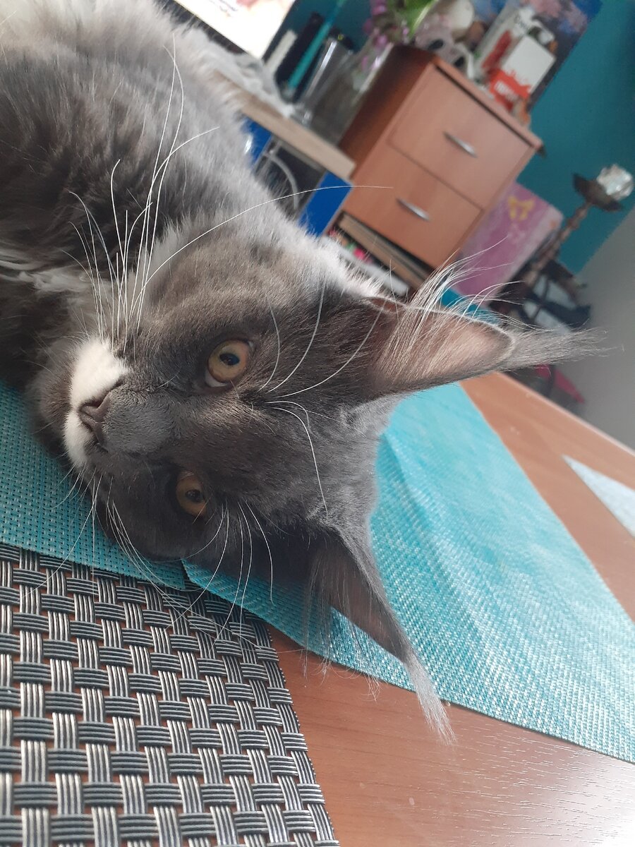 Серый кот.