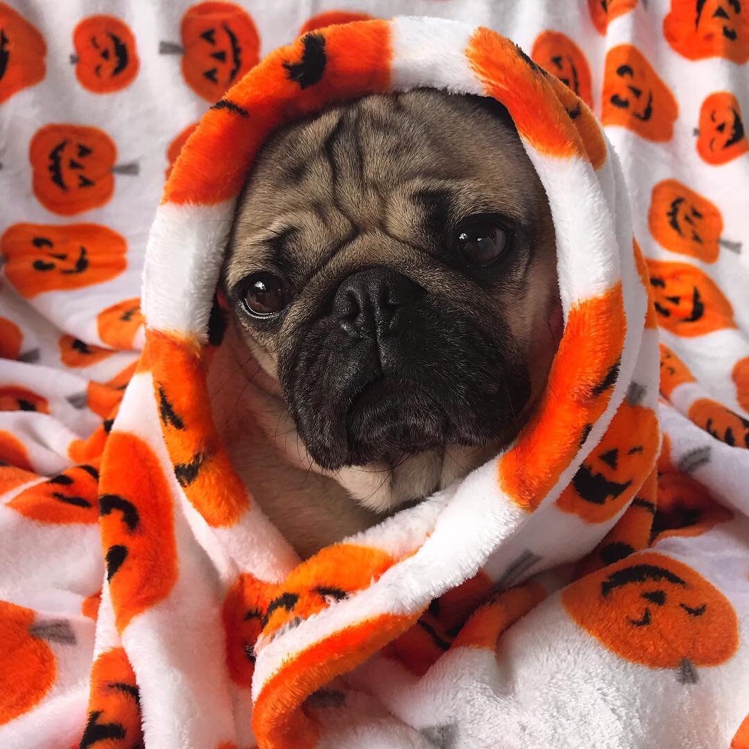 Изображение взято из Яндекс картинки