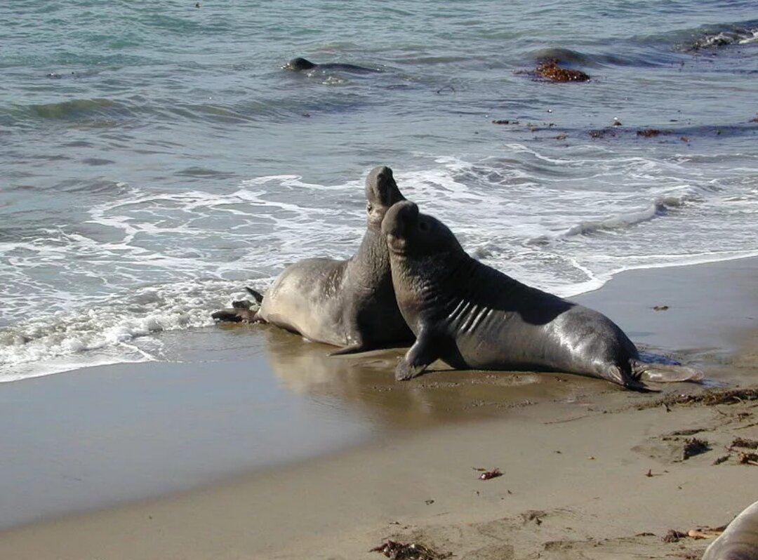 Если угрозы и гневный рев не помогают, самец выпроваживпет соперника, кусая его в шею. Поэтому старые бойцы покрыты многочисленными шрамами. 