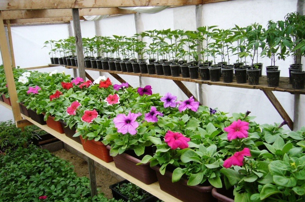 Видео выращивания цветов