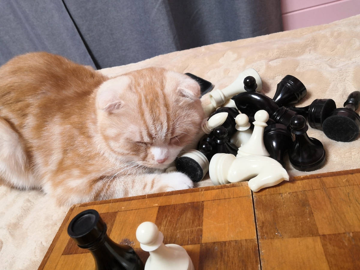 Персик в восторге от шахмат. Притворяется что спит, чтобы незаметно начать их грызть)
