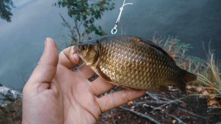 Ловля на резинку карася, леща, окуня, чехони