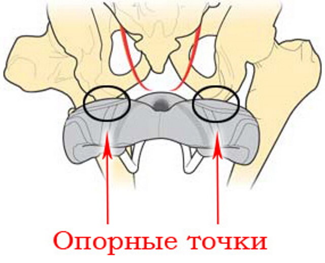 В крепкий тугой зад